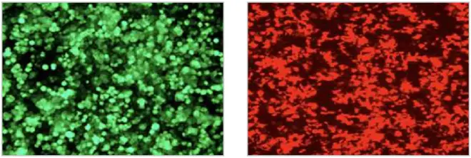 FuGENE® HD DNA 转染试剂
