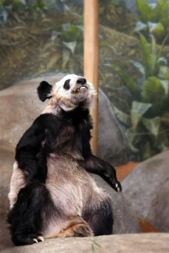 Call to get back unwell giant panda Ya Ya from Memphis Zoo