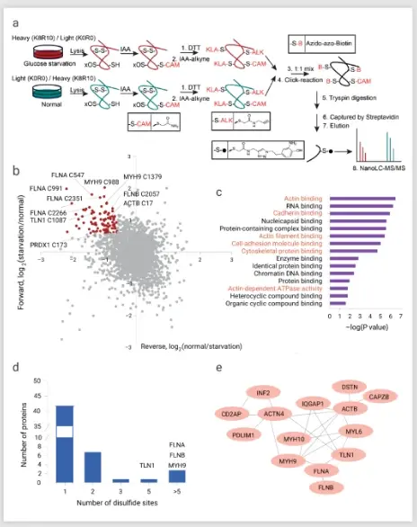 葡萄糖饥饿条件下肌动蛋白细胞骨架蛋白中的二硫键形成