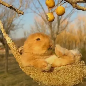 _peach小潘